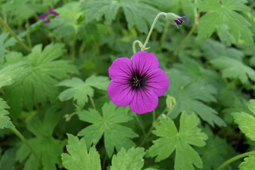 Geranium 'Ann Folkard' ---